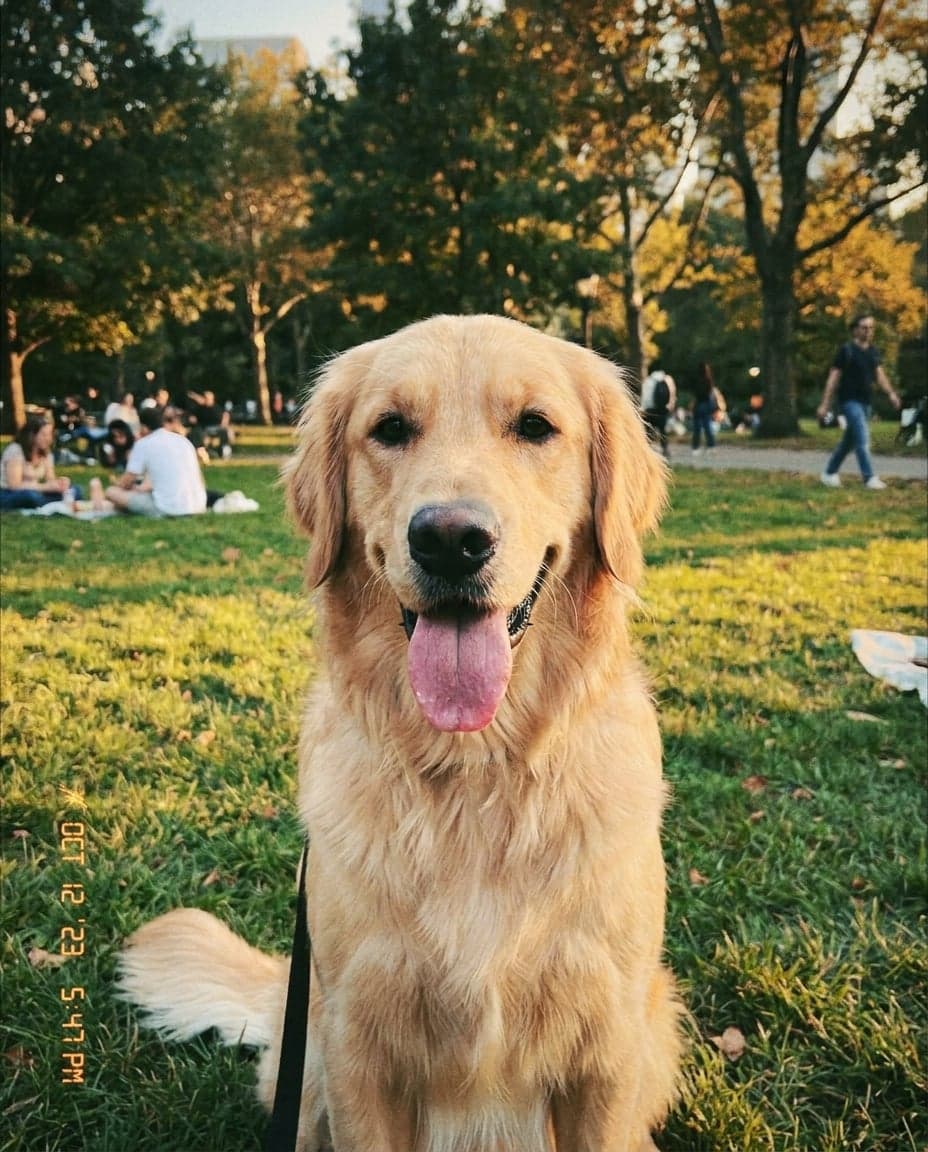 A golden retriever sitting on grass in a park